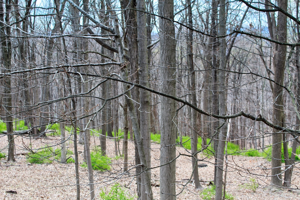 Trees in the Open Space